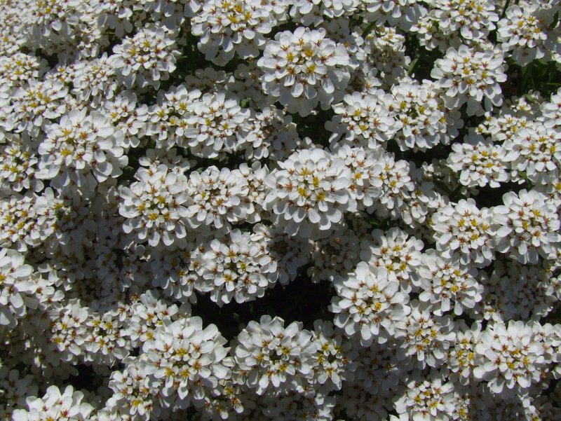 Иберис вечнозеленый — Iberis sempervirens