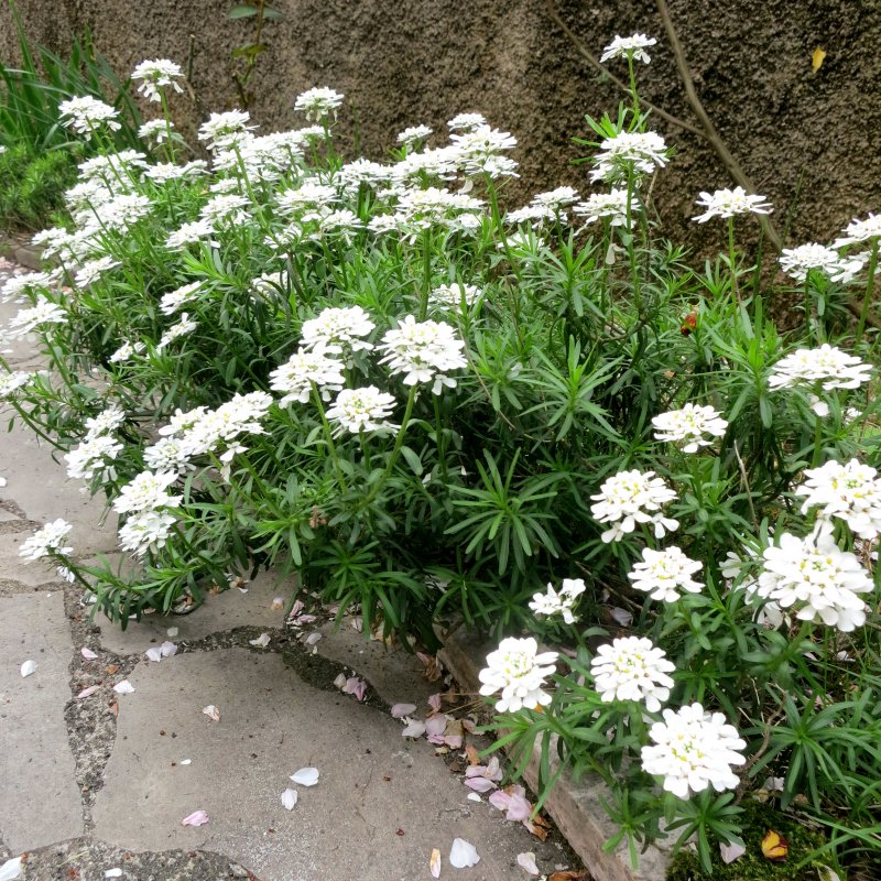 Иберис Iberis sempervirens Masterpiece