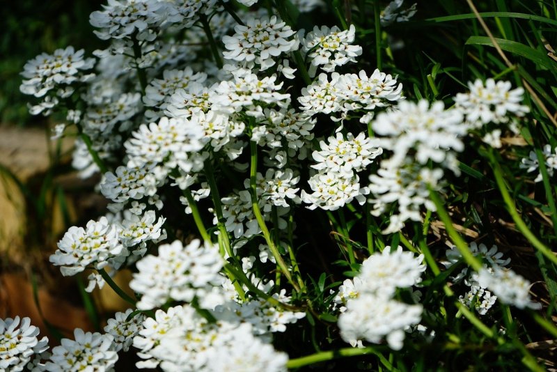 Иберис вечнозеленый 'Whiteout'