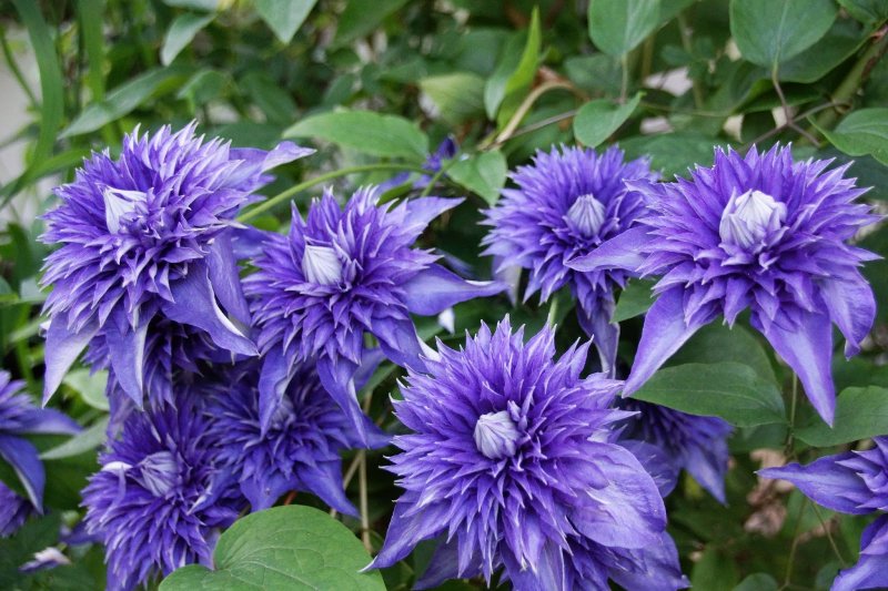 Клематис Мульти Блю (Multi Blue)