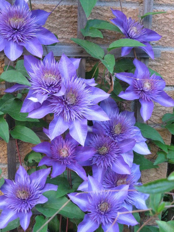 Клематис Blue Sensation