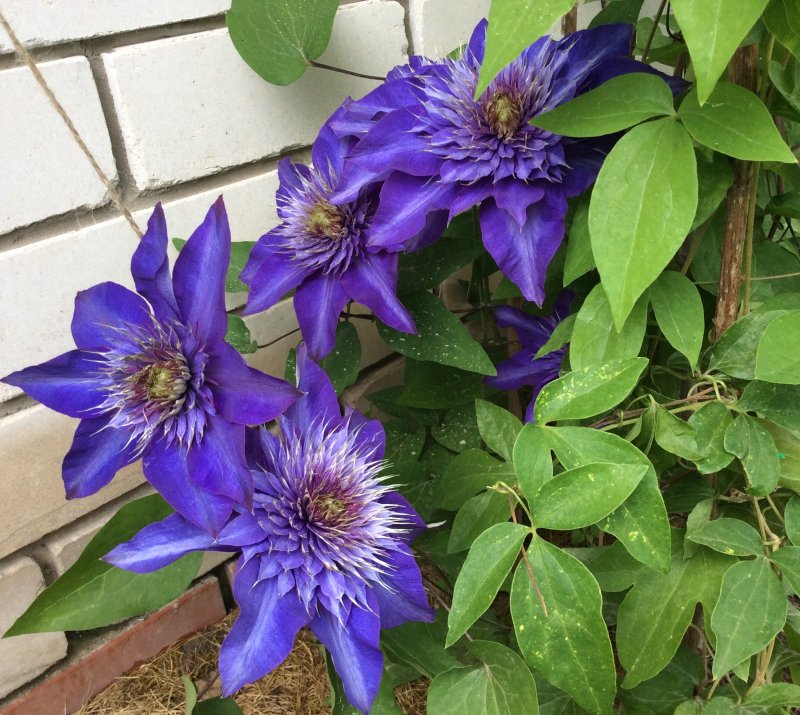 Клематис (Clematis Cecile p9)