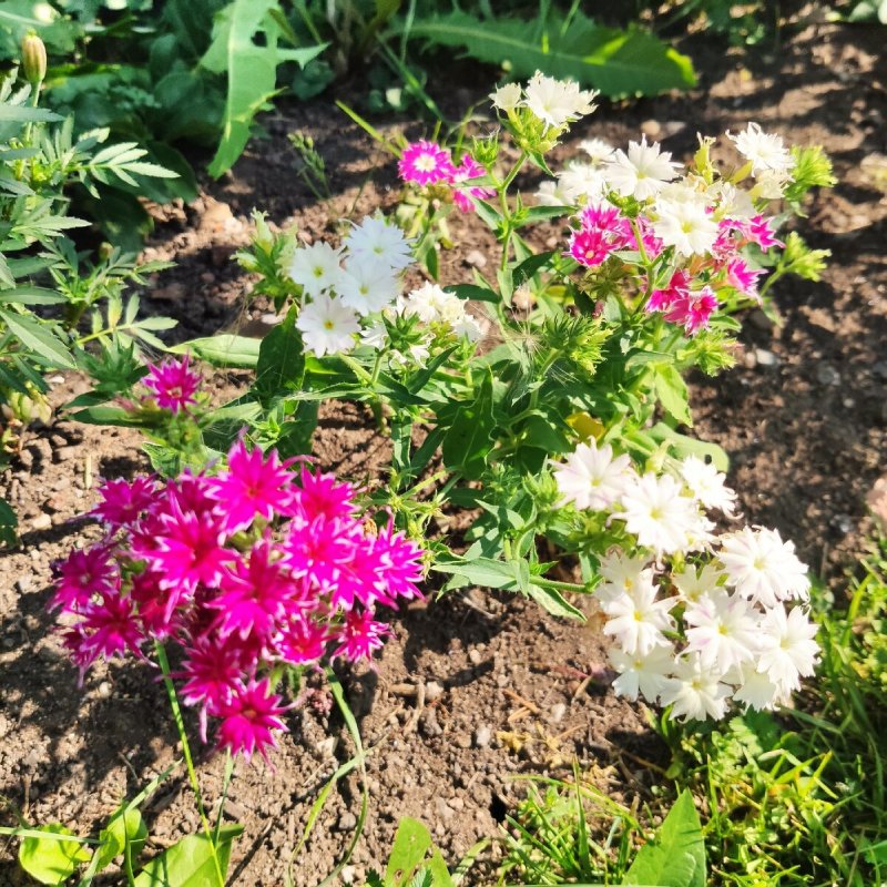 Годеция, Вербена, Флоксы