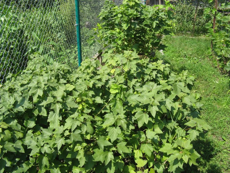 Черная смородина куст кустарники