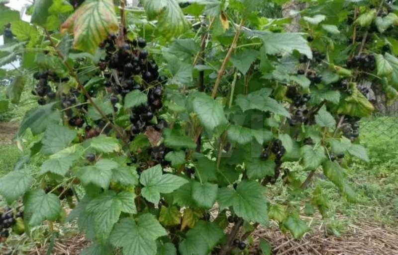 Смородина черная куст