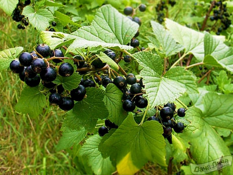 Смородина - ribes nigrum. Titania