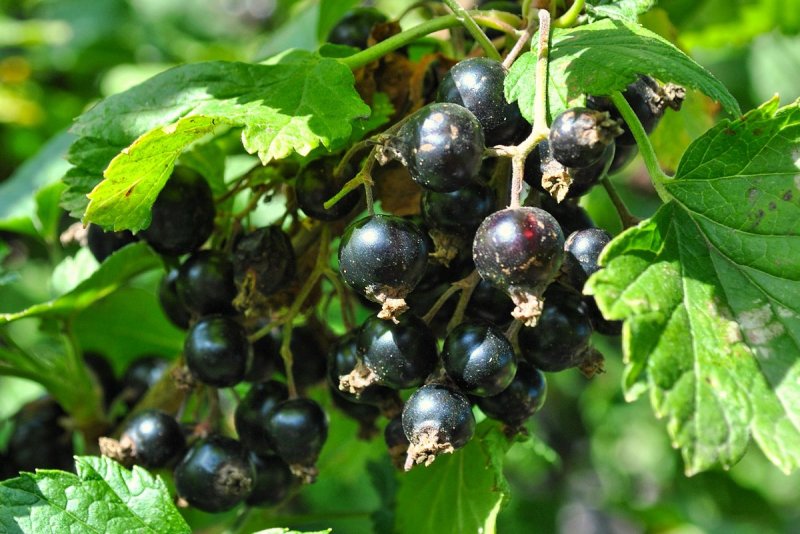 Смородина черная куст