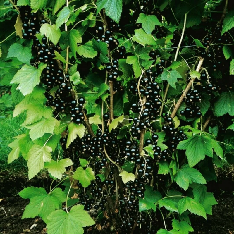 Смородина черная куст
