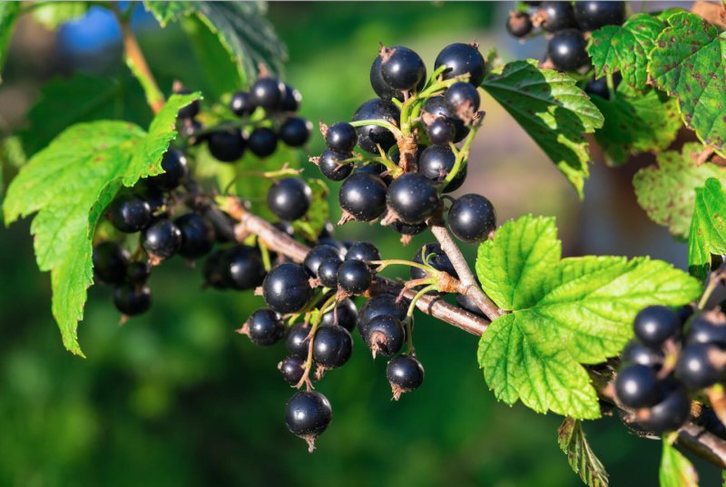 Смородина черная – ribes nigrum
