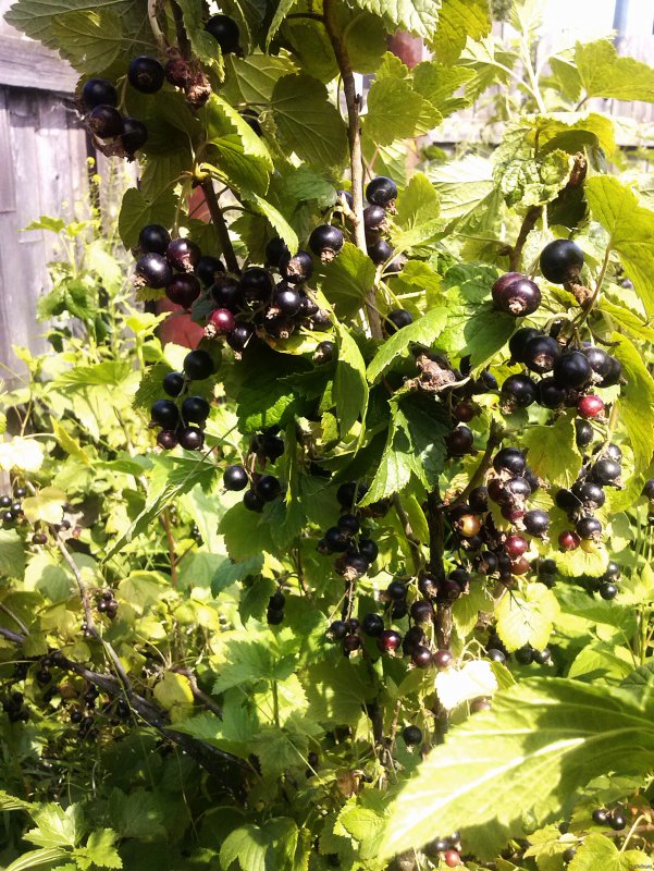 Смородина кустарник