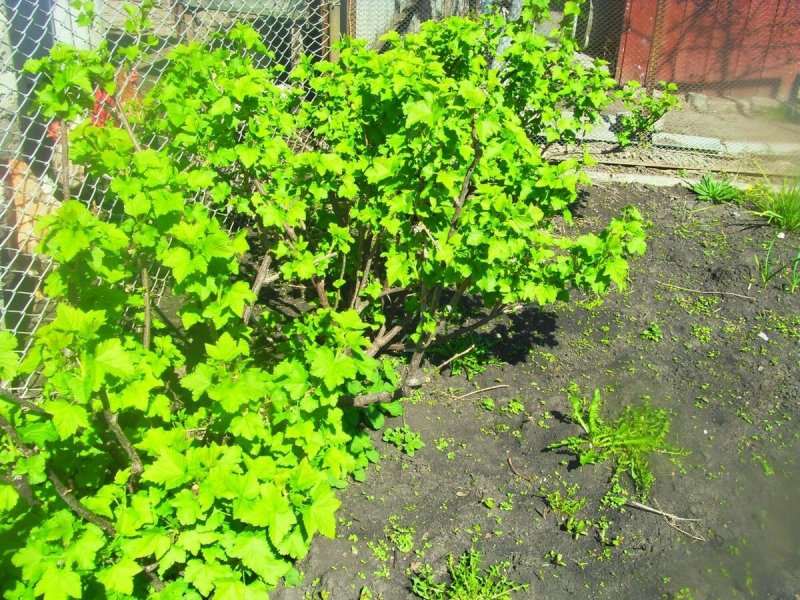 Смородиновый куст