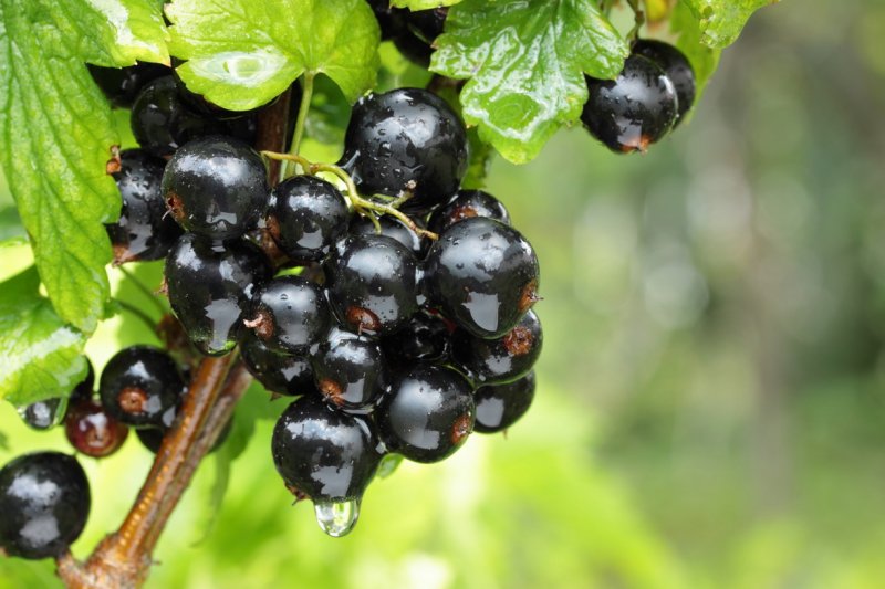 Смородина черная – ribes nigrum