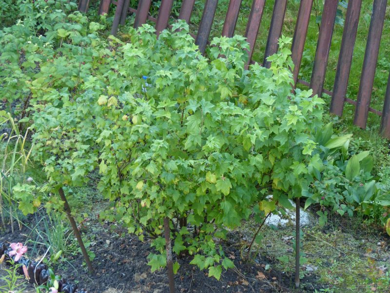Смородина черная куст