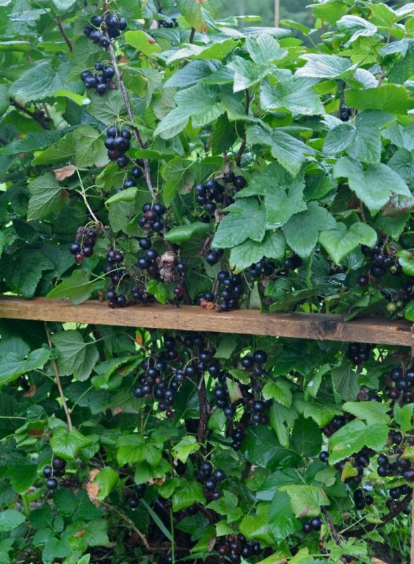 Смородина черная Дачница
