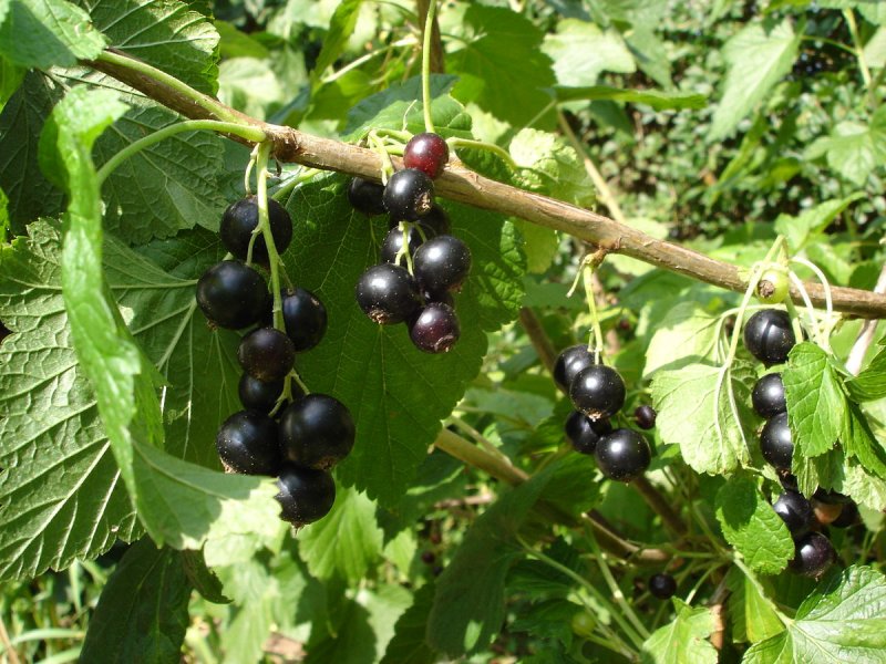Смородина черная – ribes nigrum