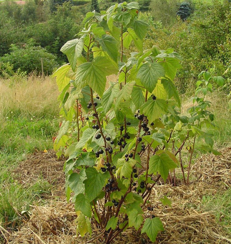 Смородина куст
