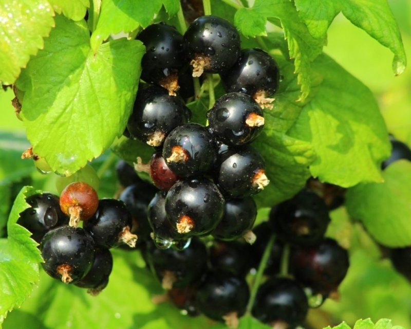 Смородина черная – ribes nigrum
