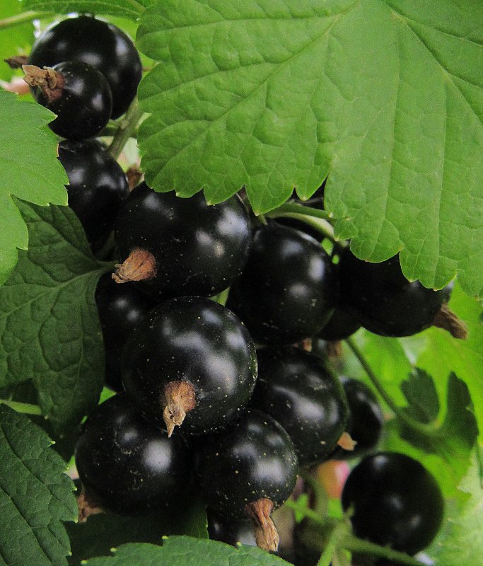 Смородина черная – ribes nigrum