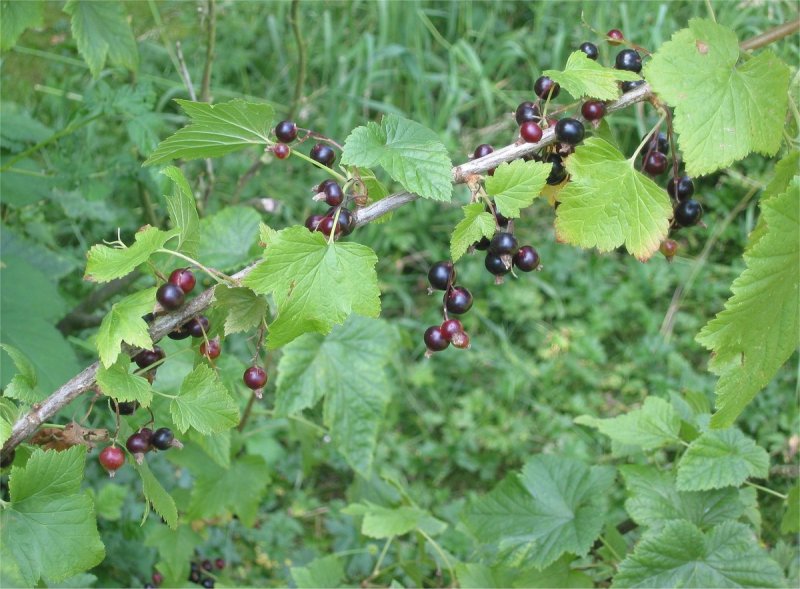 Смородина черная (ribes nigrum) куст