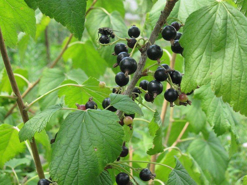 Смородина черная (ribes nigrum) куст
