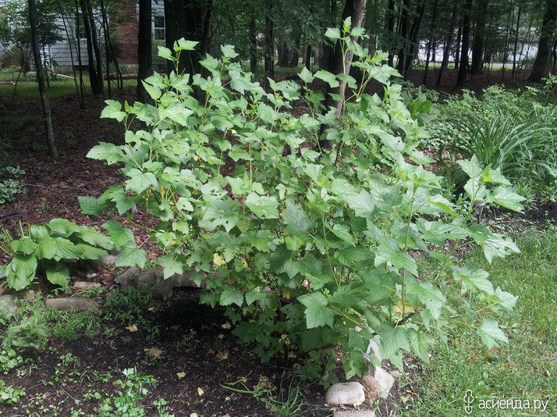 Черная смородина куст кустарники