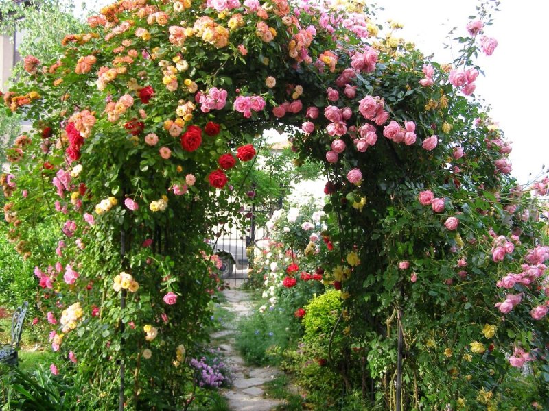 Роза РАМПИКАНТЕ (плетистая)