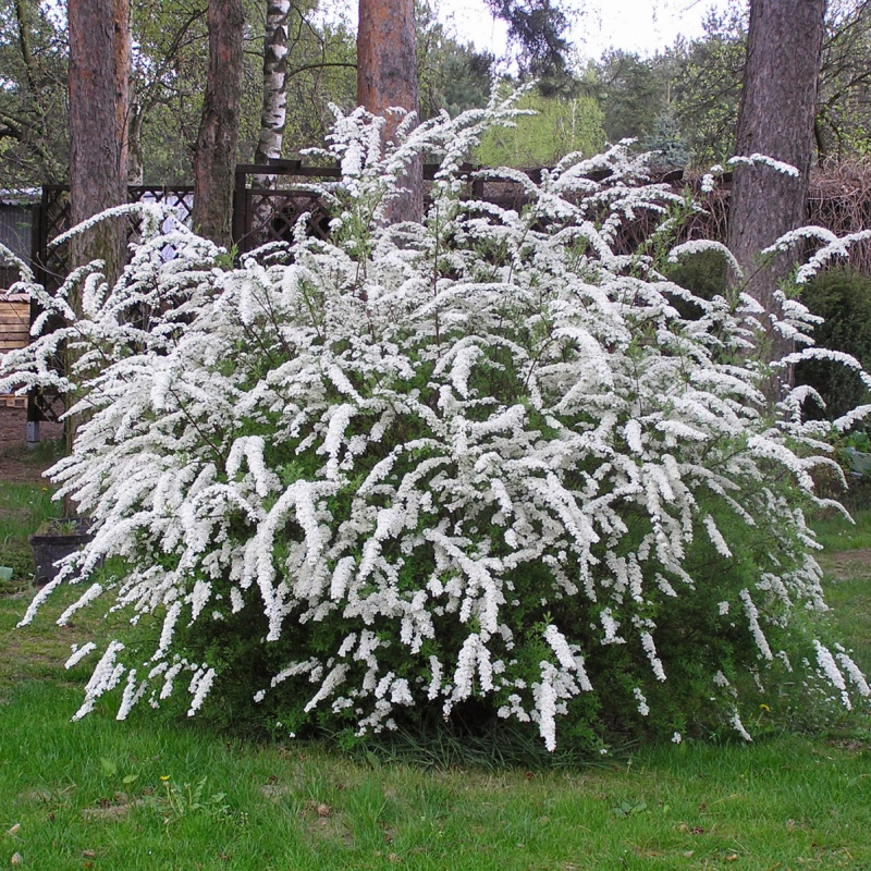 Спирея серая (Spiraea cinerea `Grefsheim`)