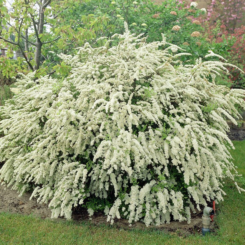 Спирея Вангутта (Spiraea vanhouttei p9)