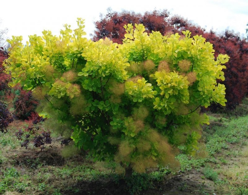 Скумпия Кожевенная (Cotinus coggygria `Royal Purple`)