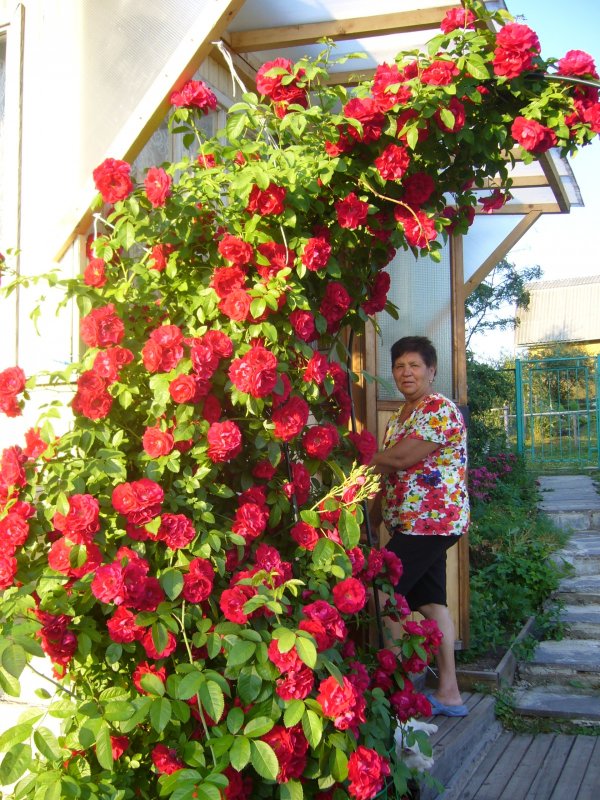 Плетистые китайские розы
