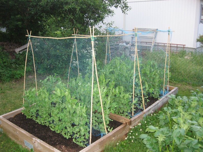 Cucumber Trellis