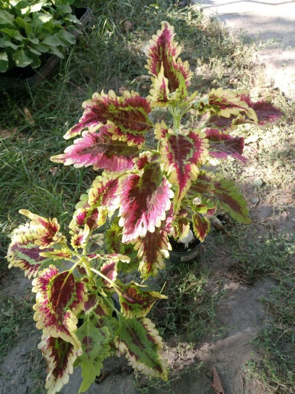 Колеус Coleus Spicy