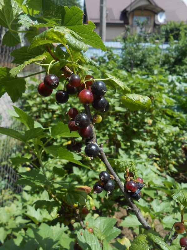 Смородина куст