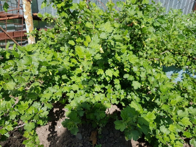 Кусты смородины и крыжовника