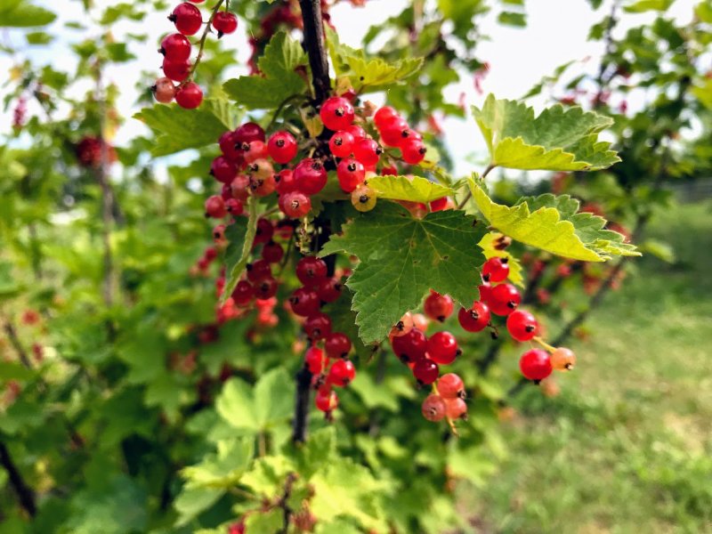 Плодовые кустарники (смородина, крыжовник, жимолость)