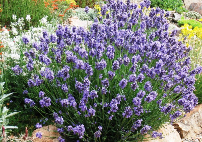 Lavandula angustifolia Spear Blue