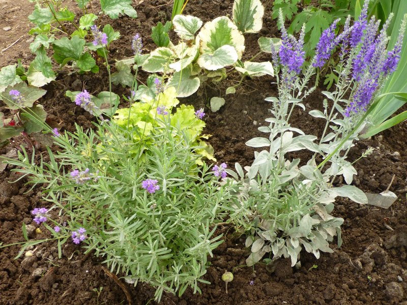Лаванда Lavandula Platinum blond