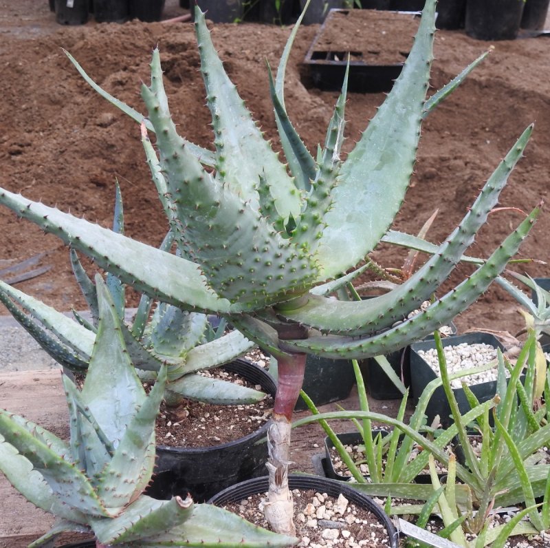 Aloe marlothii