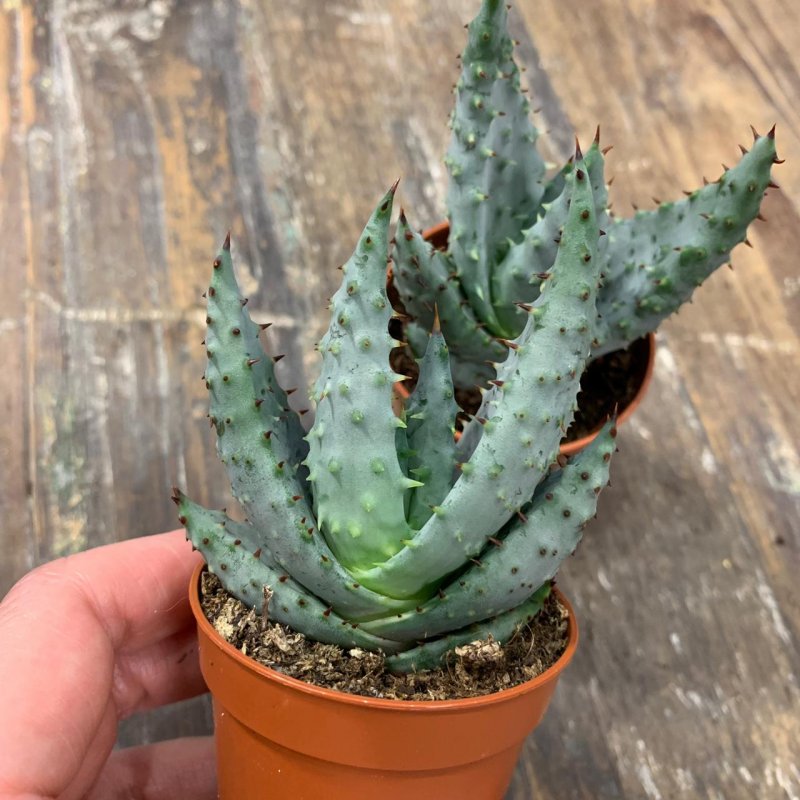 402 Aloe marlothii