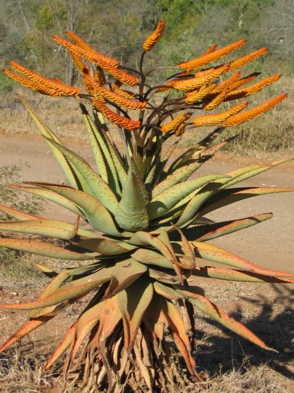 Aloe marlothii