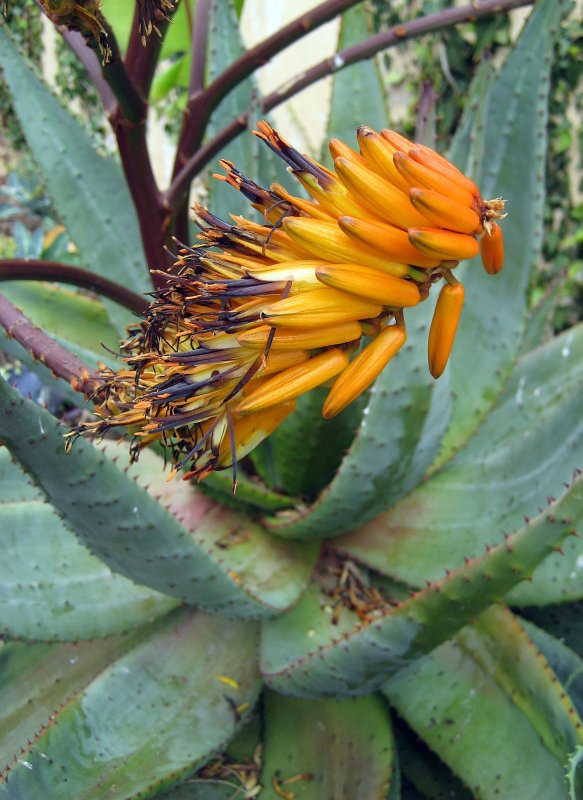 Aloe marlothii