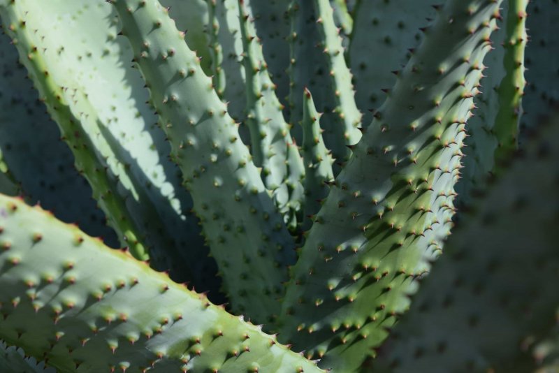 402 Aloe marlothii
