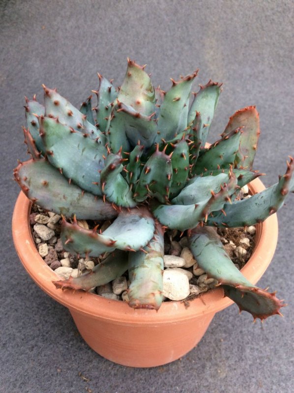 Aloe Hybrid