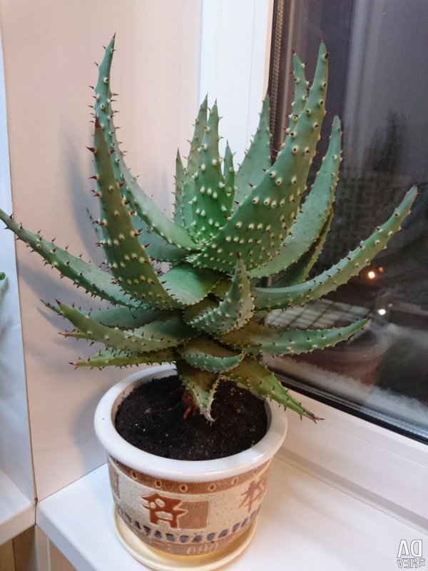 Aloe broomii)алоэ Ферокс.