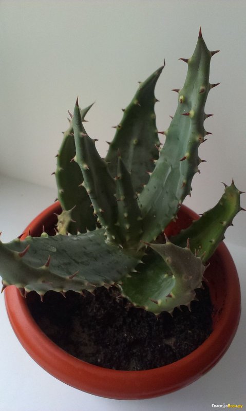 Алоэ Aloe broomii