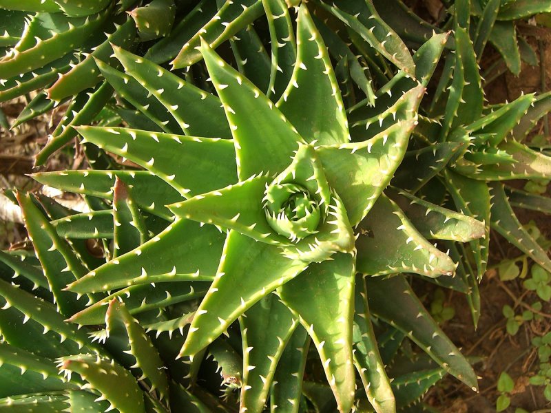 Aloe Hybrid Ferox
