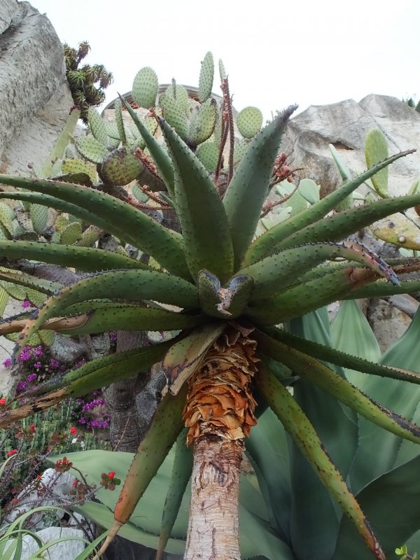 Aloe marlothii
