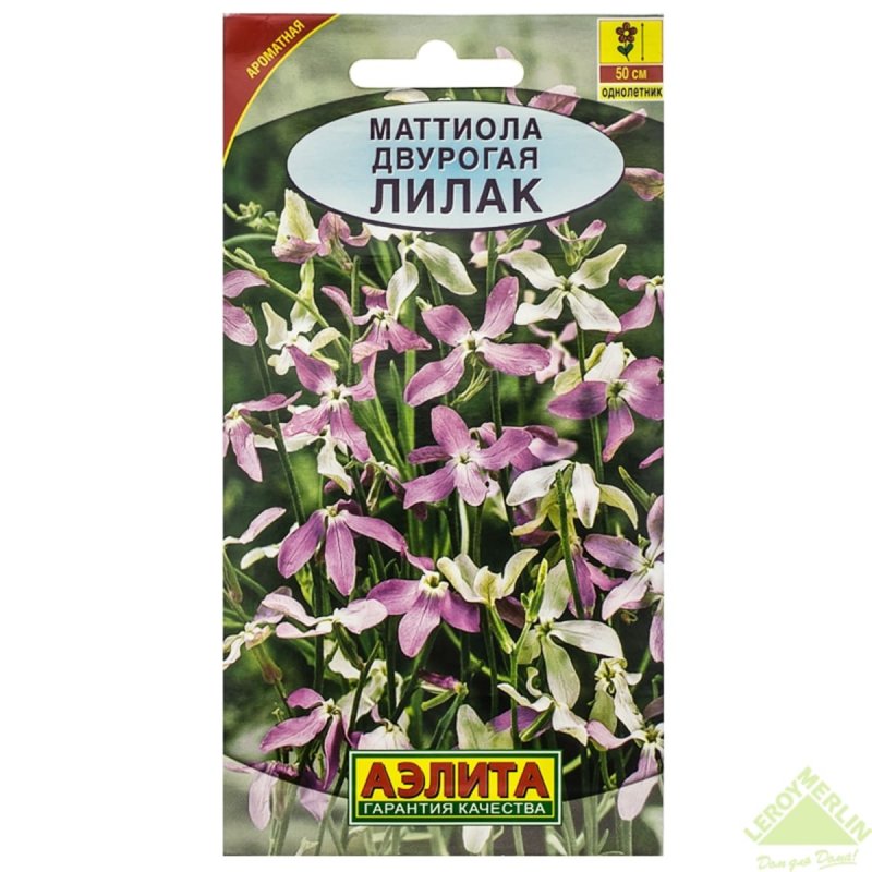 Маттиола двурогая Лилак