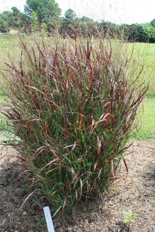 Просо прутьевидное Шенандоа Panicum virgatum "Shenandoah