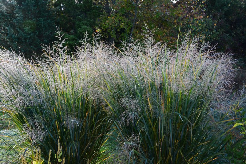 Просо прутьевидное Panicum virgatum